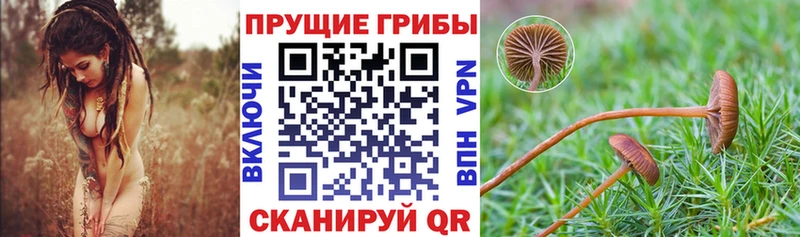 Псилоцибиновые грибы ЛСД где можно купить Зея